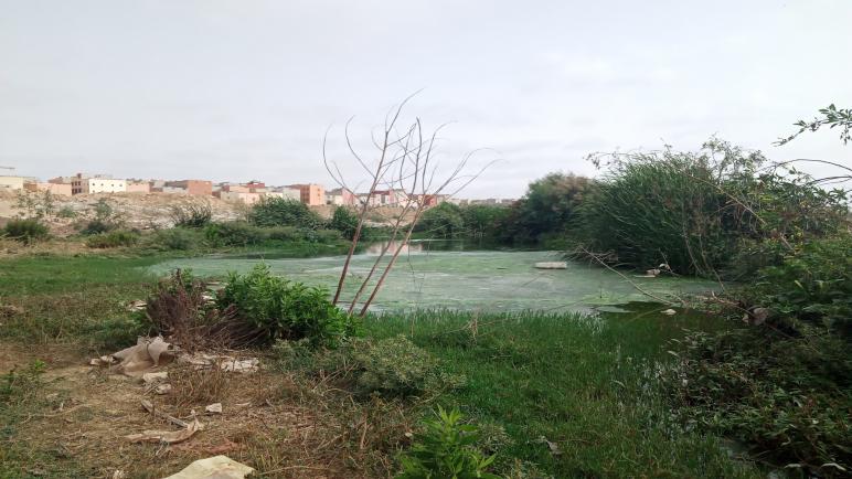 المصلحة التقنية بجماعة أيت ملول تبادر في طمر المستنقعات الملوثة بوادي سوس