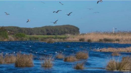 ائتلاف بيئي يطالب بحماية داية بوعزة من التدمر بالبيضاء