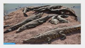 حديقة التماسيح بأكادير تشهد ميلاد 27 من صغار زواحف الأناكوندا الخضراء