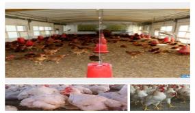 قانون المالية لسنة 2021 يعيد تصنيف تربية الدواجن لإسعاد المهنيين