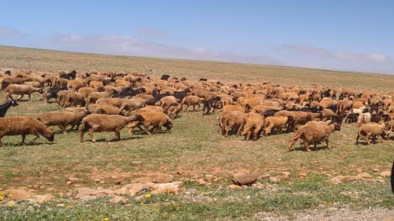 الراعي الجائر يجتاح أراض أربعة جماعات بإقليم سيدي إفني والسلطات الإقليمية تقف كالمتفرج