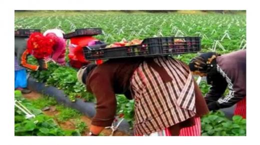 عودة 523 عاملة موسمية بالحقول الفلاحية الإسبانية الى المغرب