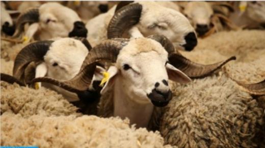 الأطباء البياطرة معبؤون لمواكبة الاستعدادات المتعلقة بعيد الأضحى