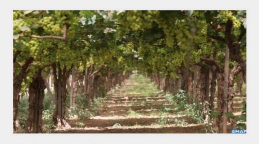 مخطط المغرب الأخضر 2008-2018.. الاستثمار في صلب الاستراتيجية