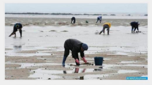 حظر جمع وتسويق الصدفيات بمنطقتي واد نيغرو-المضيق وواد لاو-قاع سراس