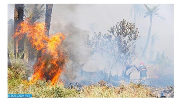 دخان حرائق الغابات يزيد من إصابات ووفيات كورونا (دراسة أمريكية)