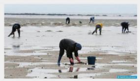 حظر جمع وتسويق الصدفيات بمنطقة كابو نيغرو-مارتيل