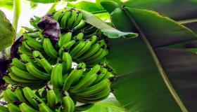 المغرب.. الموز المعروض في الأسواق الوطنية “سليم” (أونسا)