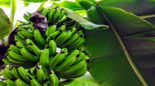 المغرب.. الموز المعروض في الأسواق الوطنية “سليم” (أونسا)