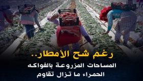 رغم شح الأمطار.. المساحات المزروعة بالفواكه الحمراء ما تزال تقاوم