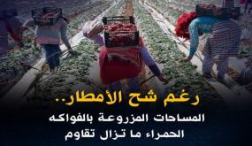 رغم شح الأمطار.. المساحات المزروعة بالفواكه الحمراء ما تزال تقاوم