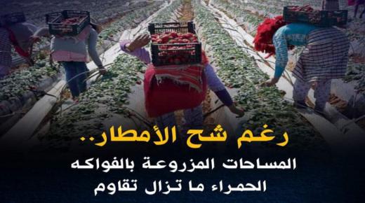 رغم شح الأمطار.. المساحات المزروعة بالفواكه الحمراء ما تزال تقاوم