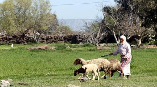تزنيت.. يوم دراسي حول التقائية استراتيجيات التنمية ودعم العالم القروي