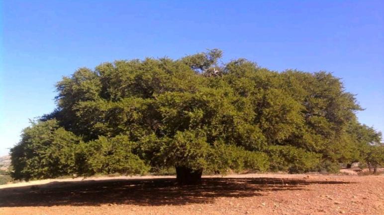 النقاط الرئيسية في اجتماع المجلس الإداري للوكالة الوطنية لتنمية مناطق الواحات وشجر الأركان