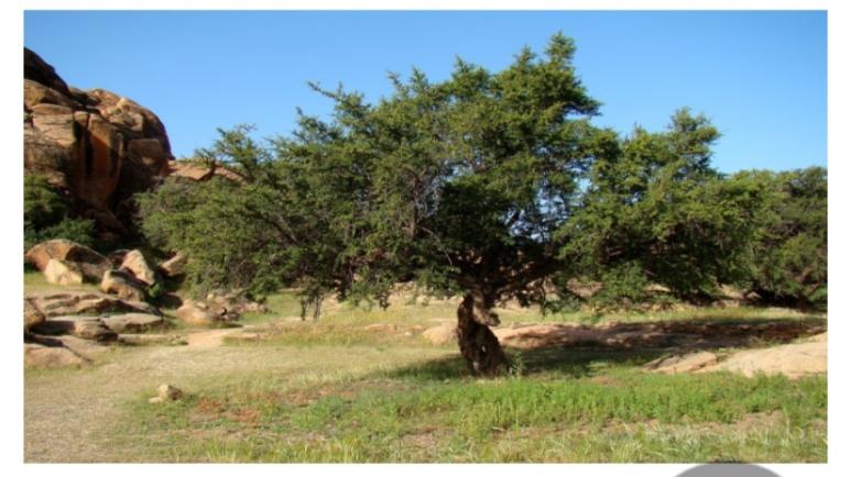 شجرة الأركان .. ضرورة البحث عن أنماط بيئية ومستنسخات عالية الأداء لتحقيق تنمية مستدامة