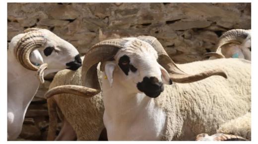 عيد الأضحى 2022 .. تغيرات طفيفة في أسعار الأضاحي مقارنة مع السنة الماضية