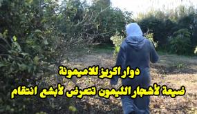 ضيعة لأشجار الليمون تتعرض لأبـ.ـشع انتقـ. ـام بدوار اكريز جماعة للاميمونة