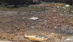 الشبكة المغربية لحقوق الإنسان تدق ناقوس الخطر بشأن كارثة بيئية وصحية بمركز جماعة المزوضية – إقليم شيشاوة