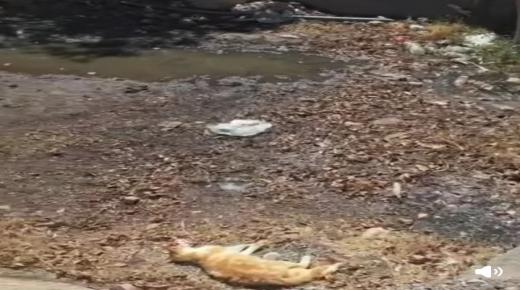 الشبكة المغربية لحقوق الإنسان تدق ناقوس الخطر بشأن كارثة بيئية وصحية بمركز جماعة المزوضية – إقليم شيشاوة