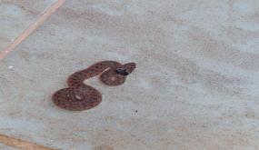 ارتفاع درجات الحرارة بالمغرب يعيد الزواحف والتعابين السامة إلى الواجهة بايت ملول