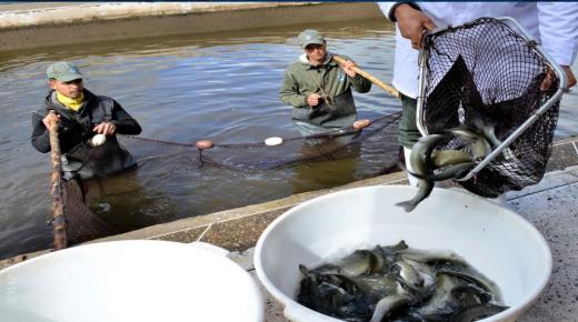 وادي إفران: إطلاق صغار أسماك الكراكي في وادي تزكيت بمناسبة افتتاح موسم الصيد 2026-2027