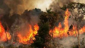 إعتقال قاصرين وراء إضرام النار بغابة المضيق