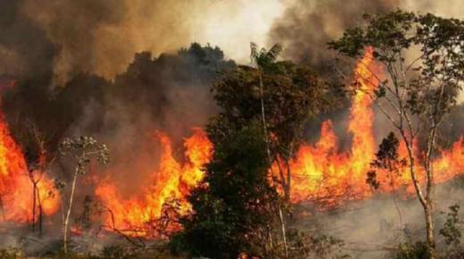 إعتقال قاصرين وراء إضرام النار بغابة المضيق