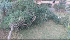 مصالح جماعة أيت ملول تتعمد قطع شجرة الأركان بمنتزه تمرسيط أزرو: جريمة بيئية مكتملة الأركان