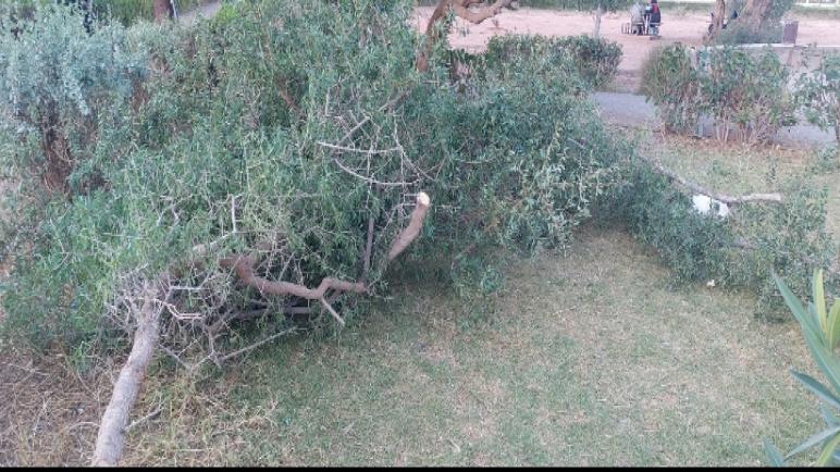 مصالح جماعة أيت ملول تتعمد قطع شجرة الأركان بمنتزه تمرسيط أزرو: جريمة بيئية مكتملة الأركان
