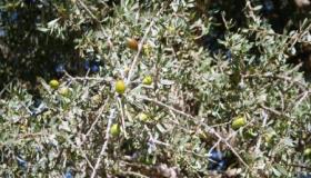 شكاية موجهة إلى السيد وكيل الملك بالصويرة حول سرقة ثمار الأركان .