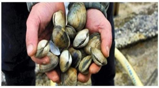 رفع الحضر عن جمع وتسويق الصدفيات بضواحي الداخلة