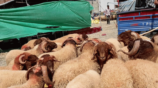 غلق 7 أسواق للماشية بالمغرب بسبب منع إنتشار فيروس كورونا