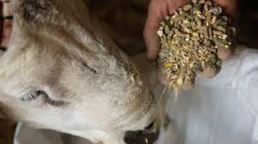 ضبط 12 طنا من فضلات الدواجن تستعمل في تغذية الأغنام بإقليم الرحامنة