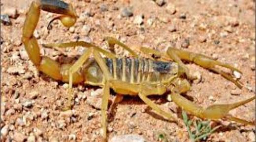 شريط تحسيسي حول طرق تجنب لسعات العقارب من إعداد قسم التواصل والإعلام بوزارة الصحة بمناسبة الحملة الوطنية لمكافحة لسعات العقارب ولذغات الافاعي 2019.